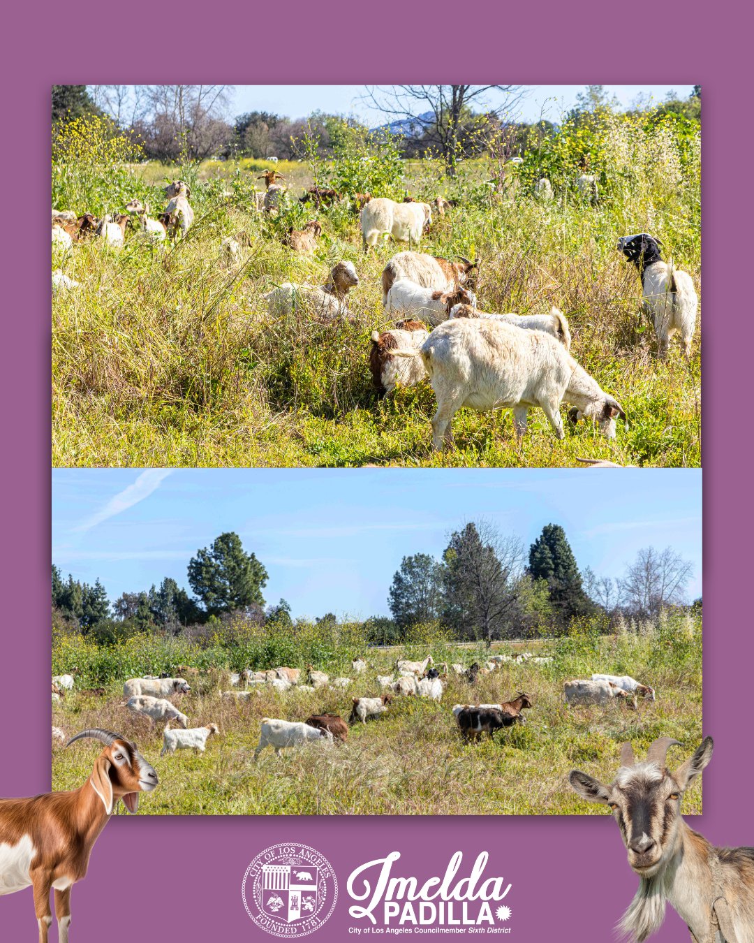 Goat Grazing Field